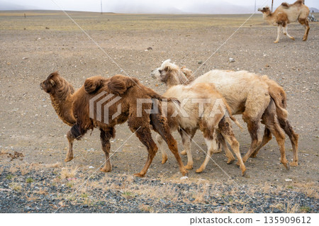Camels walking along the road near Kosh-Agach Altai Russia. Nomadic animals roaming steppe landscape close to Mongolia border. 135909612