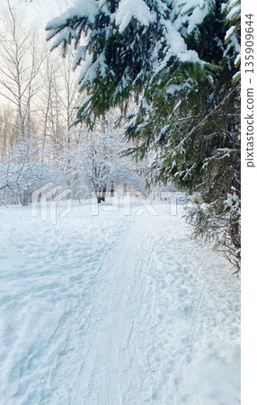 Winter forest with pine trees and snow 135909644