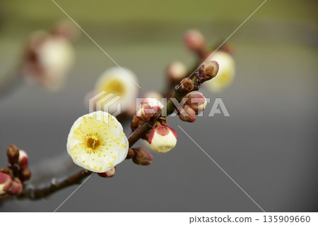 被梅花的香氣吸引,我去了東山水果公園。 被梅花的香氣吸引,我去了東山水果公園。 135909660