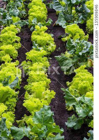 Veggies with green leaves and russet vegetables The leaves have wavy edges. with brief succulent stalks. Veggies with green leaves and russet vegetables The leaves have wavy edges. with brief succulent stalks. 135909846