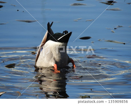 Mallard Handstand Foraging Mallard Handstand Foraging 135909856