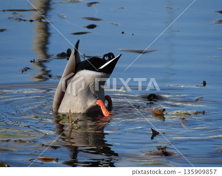 Mallard Handstand Foraging Mallard Handstand Foraging 135909857