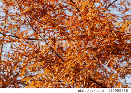 初冬山景：秋季水杉 11 135909886