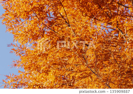 初冬山景：秋葉斑斕的水杉樹 12。 135909887