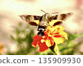 The back view of a giant hawk moth flying around a flower bed of blooming marigolds 135909930