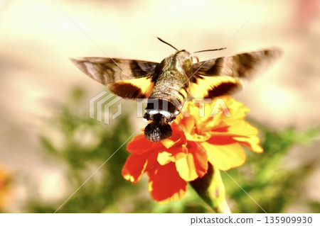 The back view of a giant hawk moth flying around a flower bed of blooming marigolds The back view of a giant hawk moth flying around a flower bed of blooming marigolds 135909930