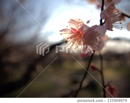 The lovely red plum blossoms "Koutoji" bloomed on a sunny January day. The lovely red plum blossoms "Koutoji" bloomed on a sunny January day. 135909979