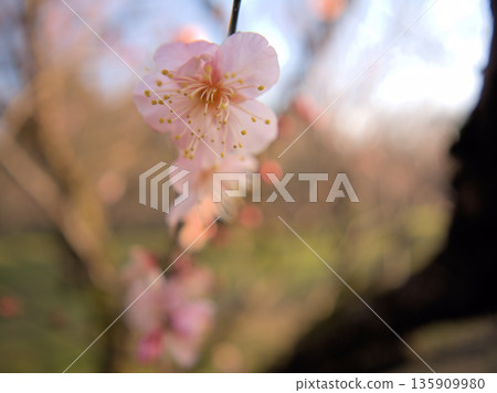 一月裡一個陽光明媚的日子,美麗的紅梅花「紅頭寺」盛開了。 一月裡一個陽光明媚的日子,美麗的紅梅花「紅頭寺」盛開了。 135909980