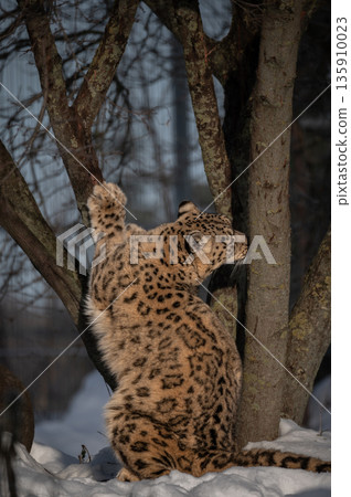 The snow leopard  (Uncia uncia) in zoo 135910023