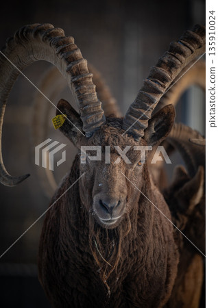 Capra sibirica with his impressive horns in zoo Capra sibirica with his impressive horns in zoo 135910024