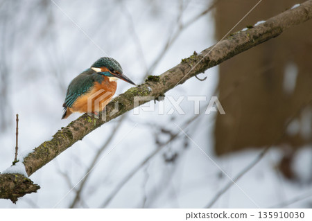 Kingfisher (Alcedo atthis) sitting 135910030