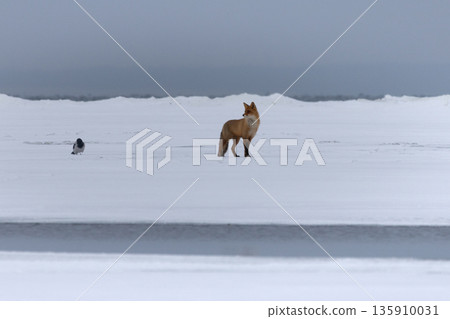 in winter red foxes search for dead or starving animals 135910031