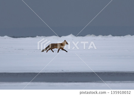 in winter red foxes search for dead or starving animals 135910032