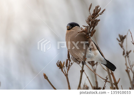 Eurasian bullfinch (pyrrhula pyrrhula, female) sits on tree 135910033