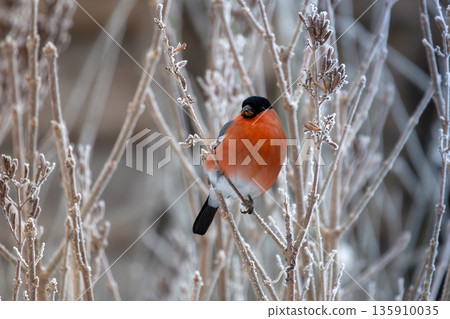 Eurasian bullfinch Pyrrhula pyrrhula sitting on a branch with soft light background 135910035
