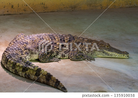 Cuban Crocodile (crocodylus rhombifer). Zoo photo 135910038