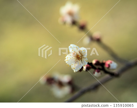 「冬至」美麗的白色梅花在寒冷的1月盛開。 「冬至」美麗的白色梅花在寒冷的1月盛開。 135910065