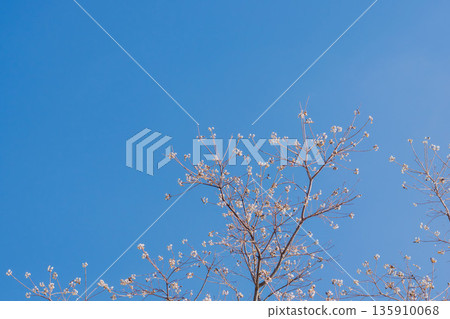 冬日藍天與白色烏桕果 01 135910068