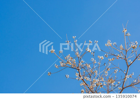 冬日藍天與白烏桕果 07 135910074