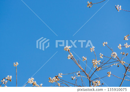 冬日藍天與白色烏桕果 08 135910075