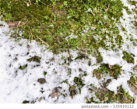 Grass Under Light Snow Cover. Green moss and small plants peeking through thin layer of fresh snow on ground. 135910112
