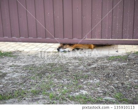 Dog Resting Under Gate Fence. Brown dog lying and sleeping under brown metal gate on concrete ground outdoors. 135910113