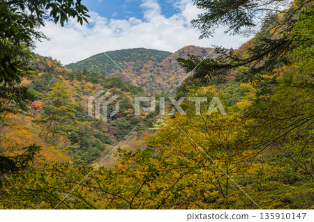 日本廣島縣山形郡秋田町三段峽的秋葉 135910147