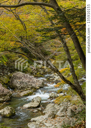 日本廣島縣山形郡秋田町三段峽黑淵川沿岸的秋葉 日本廣島縣山形郡秋田町三段峽黑淵川沿岸的秋葉 135910155