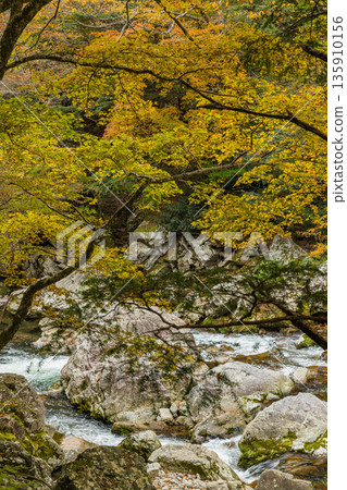 日本廣島縣山形郡秋田町三段峽黑淵川沿岸的秋葉 135910156