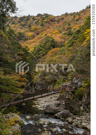 日本：廣島縣山形郡秋田町三段峽的黑淵吊橋與秋葉 135910168
