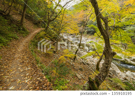 Autumn leaves along the footpath at Sandankyo Gorge, a gorge in Akiota Town, Yamagata County, Hiroshima Prefecture, Japan Autumn leaves along the footpath at Sandankyo Gorge, a gorge in Akiota Town, Yamagata County, Hiroshima Prefecture, Japan 135910195