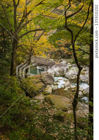 Autumn leaves along the Kurofuchi River in Sandankyo, a gorge in Akiota Town, Yamagata County, Hiroshima Prefecture, Japan Autumn leaves along the Kurofuchi River in Sandankyo, a gorge in Akiota Town, Yamagata County, Hiroshima Prefecture, Japan 135910202