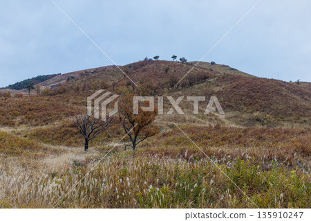 In late autumn, Mt. Mikuru in Akiota Town, Yamagata County, Hiroshima Prefecture, Japan, has begun to lose its leaves and the mountain surface has begun to turn brown. In late autumn, Mt. Mikuru in Akiota Town, Yamagata County, Hiroshima Prefecture, Japan, has begun to lose its leaves and the mountain surface has begun to turn brown. 135910247