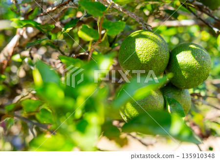 在大分縣生產 在大分縣生產 135910348