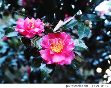 Red camellia flowers blooming in the shade (camellia camellia in the shade) 135910387