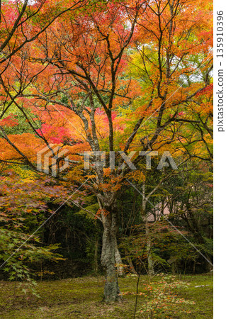 Autumn leaves at Buttsuji Temple in Takasakacho, Mihara City, Hiroshima Prefecture, Japan Autumn leaves at Buttsuji Temple in Takasakacho, Mihara City, Hiroshima Prefecture, Japan 135910396