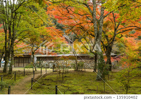 Autumn leaves at Buttsuji Temple in Takasakacho, Mihara City, Hiroshima Prefecture, Japan Autumn leaves at Buttsuji Temple in Takasakacho, Mihara City, Hiroshima Prefecture, Japan 135910402