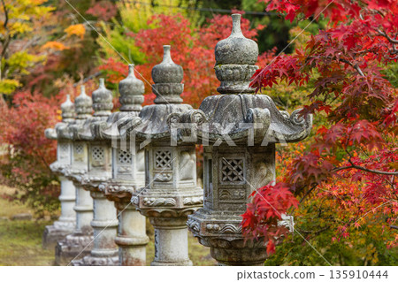 日本廣島縣三原市高崎町佛辻寺的秋葉和燈籠 日本廣島縣三原市高崎町佛辻寺的秋葉和燈籠 135910444