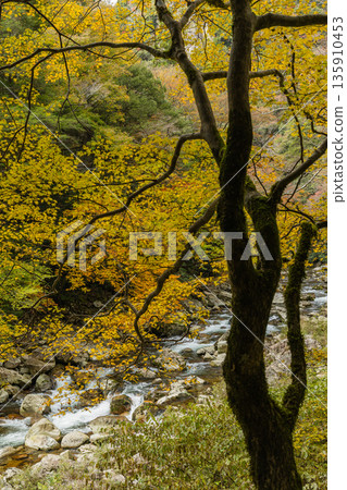 Autumn leaves along the river at Sandankyo Gorge, a gorge in Akiota Town, Yamagata County, Hiroshima Prefecture, Japan 135910453