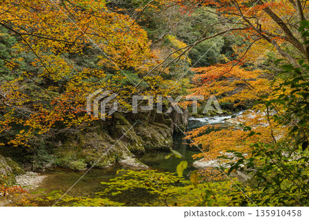 日本廣島縣山形郡秋田町三段峽的河岸邊,秋葉正值盛期。 日本廣島縣山形郡秋田町三段峽的河岸邊,秋葉正值盛期。 135910458