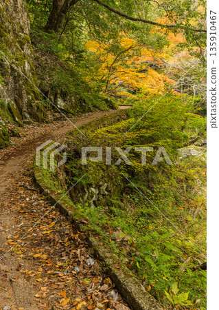 日本廣島縣山形郡秋田町三段峽步道旁的秋葉 日本廣島縣山形郡秋田町三段峽步道旁的秋葉 135910467