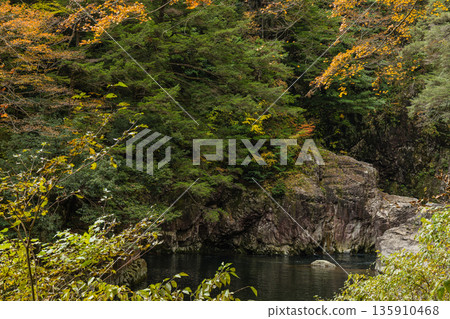 日本廣島縣山形郡秋田町三段峽的梅奧托布奇峽谷的秋葉 日本廣島縣山形郡秋田町三段峽的梅奧托布奇峽谷的秋葉 135910468