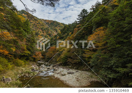 日本廣島縣山形郡秋田町三段峽的河岸邊,秋葉正值盛期。 日本廣島縣山形郡秋田町三段峽的河岸邊,秋葉正值盛期。 135910469