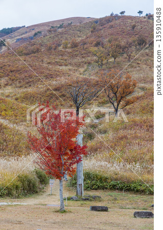 In late autumn, Mt. Mikuru in Akiota Town, Yamagata County, Hiroshima Prefecture, Japan, has begun to lose its leaves and the mountain surface has begun to turn brown. 135910488