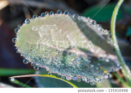 Winter morning macro shot of wildflower leaves with water droplets 01 135910498
