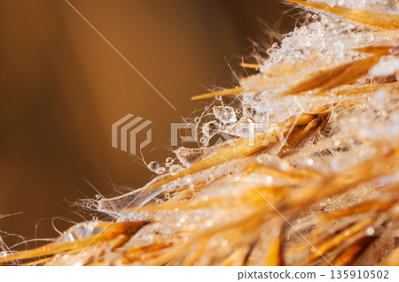 Macro shot of frost-covered reeds on a winter morning 03 Macro shot of frost-covered reeds on a winter morning 03 135910502