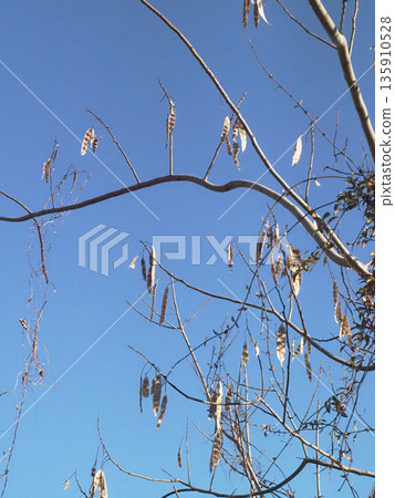 藍天和梓樹細長的豆莢（冬日陽光下的梓樹果實） 135910528