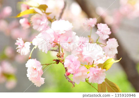 Cherry Blossoms - Kogyoku Nishiki Cherry Blossoms - Kogyoku Nishiki 135910946