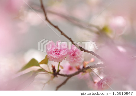 Cherry Blossoms - Kogyoku Nishiki Cherry Blossoms - Kogyoku Nishiki 135910947