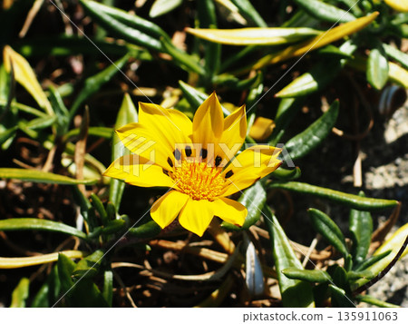 冬日陽光下盛開的黃色金盞花（福田西公園的獎章菊花特寫） 135911063